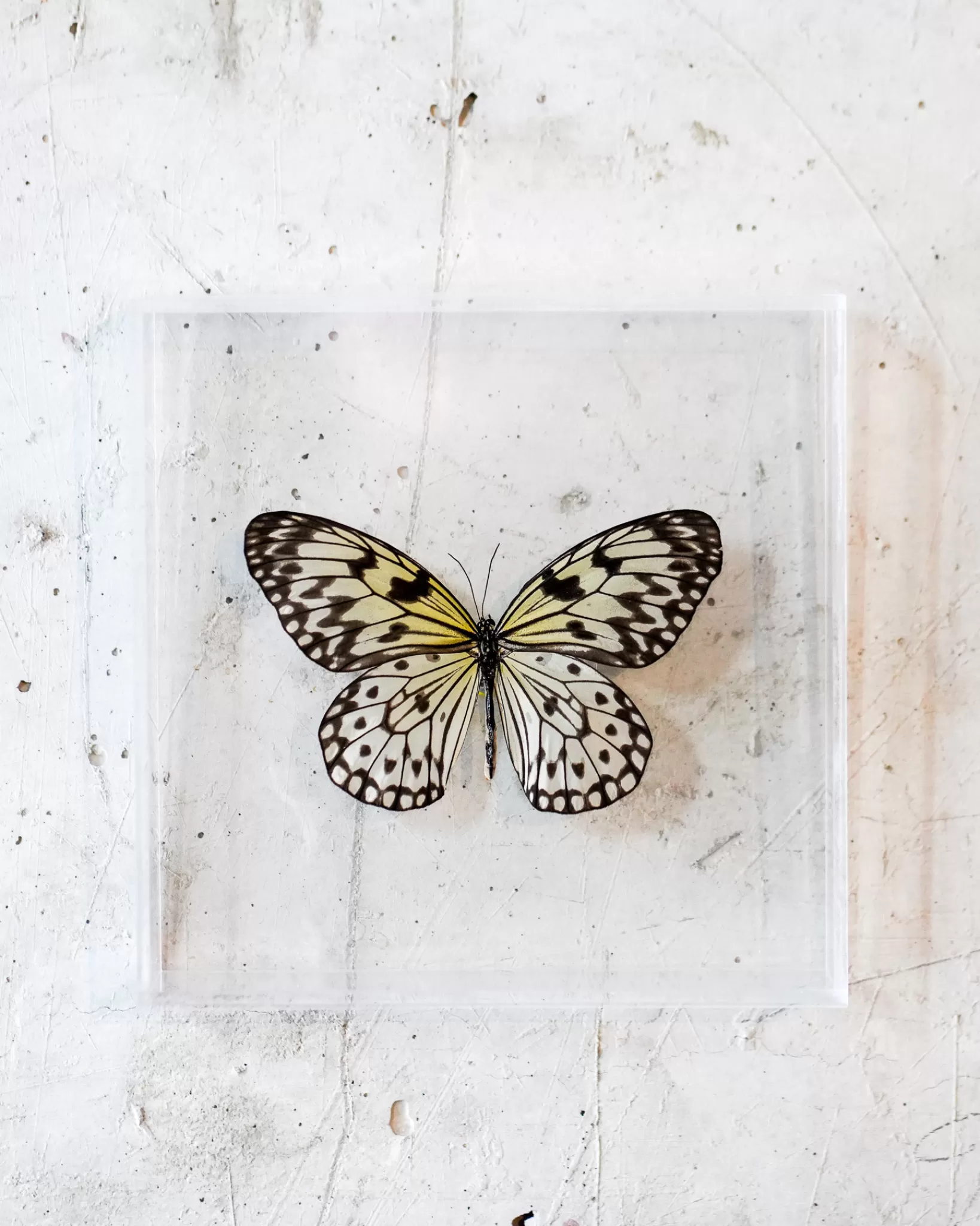 Fashion The Butterfly Company - Large Butterfly #1
