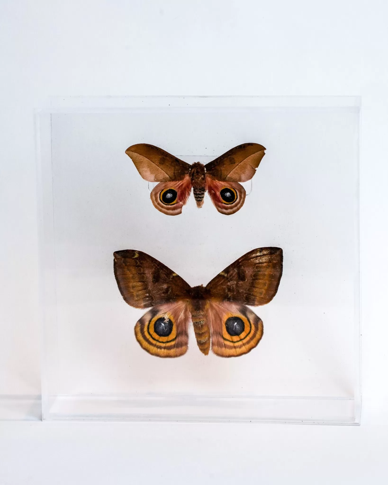 Flash Sale The Butterfly Company - Large Butterfly #6
